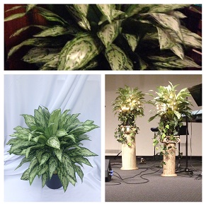 Artificial Floor Plant Rentals - Idea Gallery - wonderful floor plants for weddings